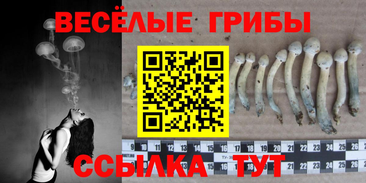 Псилоцибиновые грибы Psilocybe Гатчина